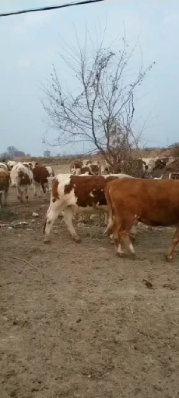 西门塔尔母牛