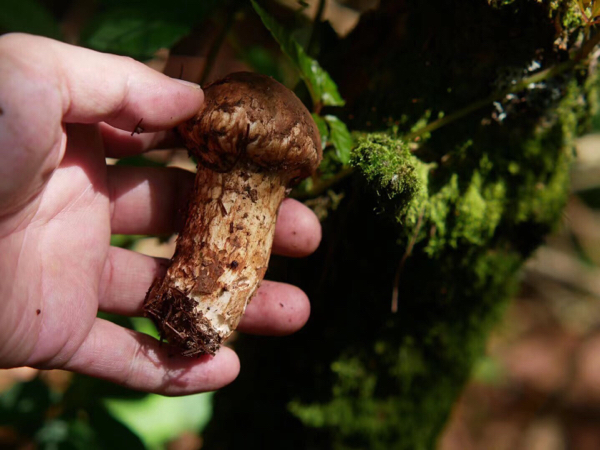 香格里拉松茸，菌中之王，高海拔无虫眼