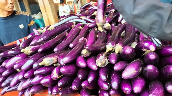 广东湛江徐闻，紫色长茄，烧烤茄子，大量有货价格实惠