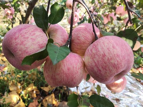 山东沂源红富士苹果