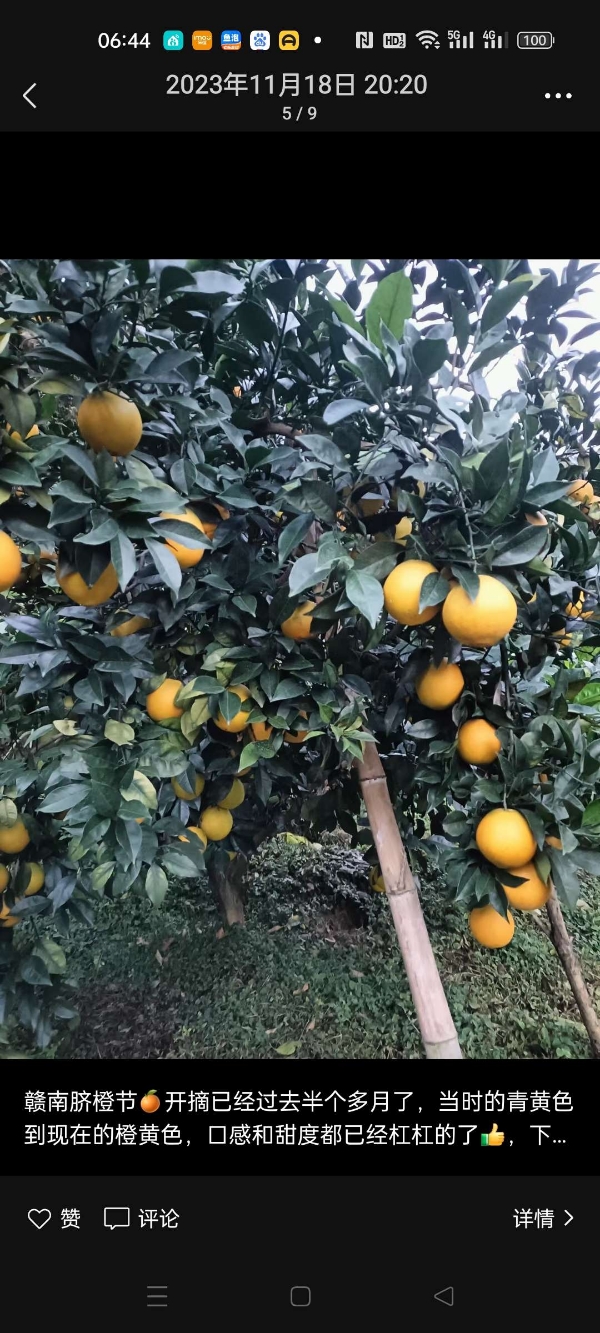 赣州市南康区原产地脐橙水果保质保量口感果汁水份很好