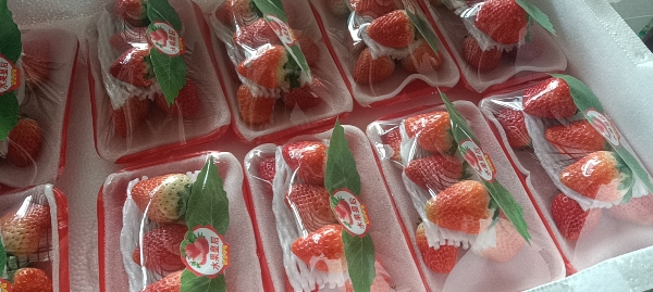 邳州奶油草莓大量上市妙香宁玉等品种