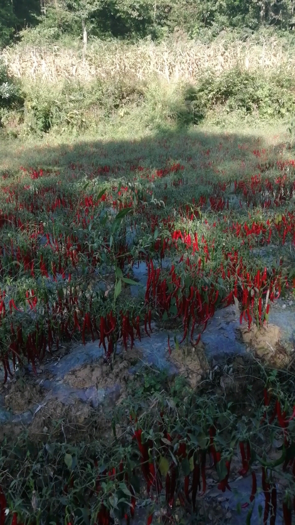 瓮安建中二荆条干辣椒