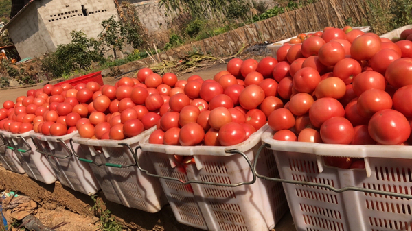 西红柿大量上市 欢迎骚扰18064917100