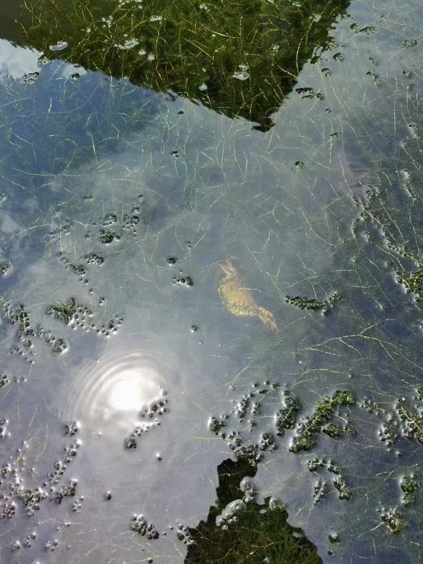 阳澄湖大闸蟹