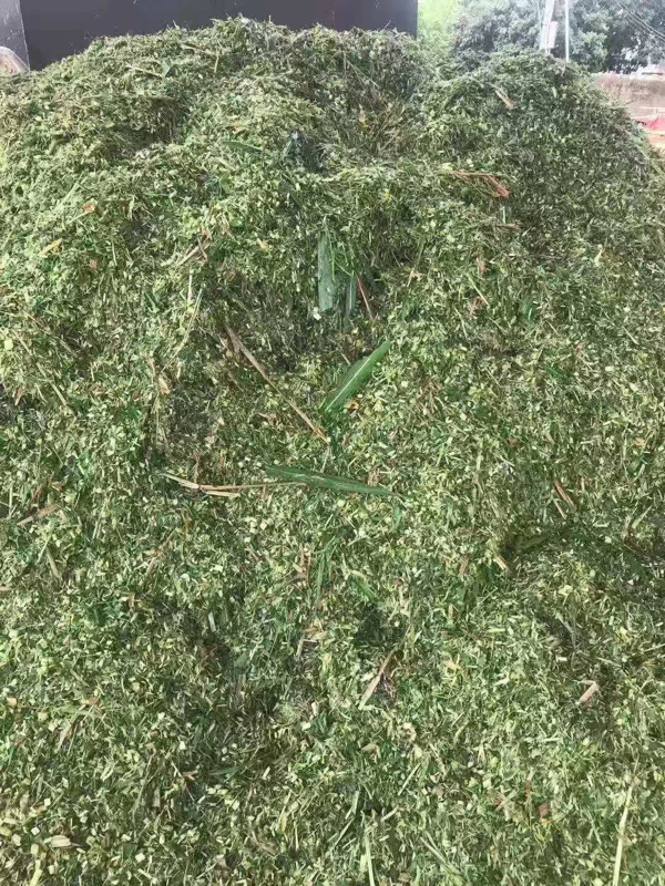 青贮饲料：巨菌草、甜橡草。
