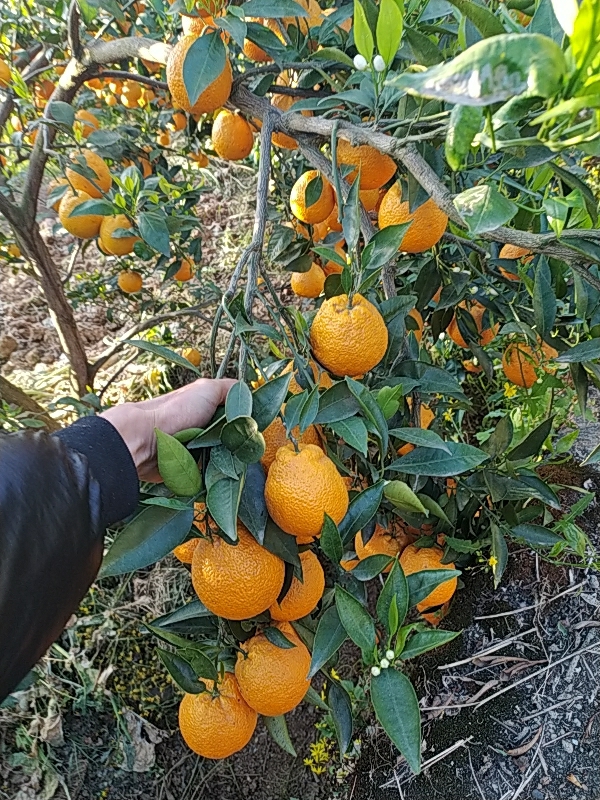 石棉黄果柑，来自大山雨后