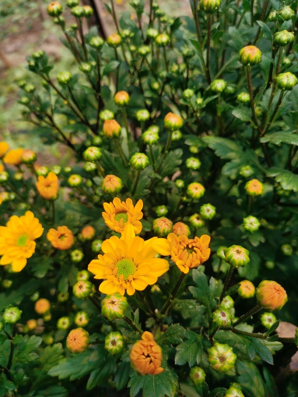 江苏连云港基地雏菊百合黄白菊批发