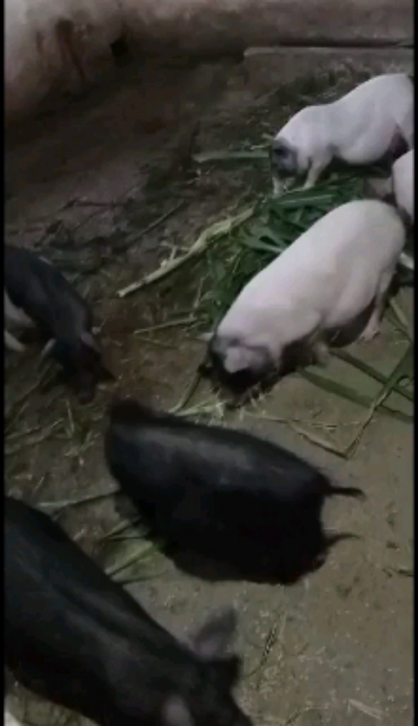 藏香猪，巴马香猪，香猪年猪，本场在成都彭州蒙阳镇，