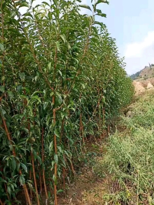 贵州六马蜂糖李树苗 原产地蜂糖李苗