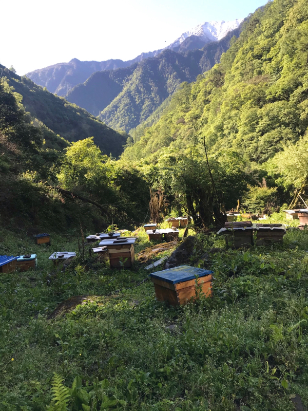 中蜂高山百花蜜 产地四川绵阳 雪保顶保护区