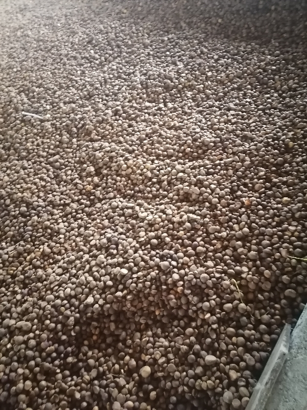 贵州本地油茶籽。