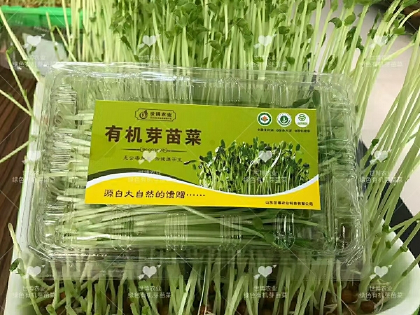 湖北荆州芽苗菜种植，批零销售