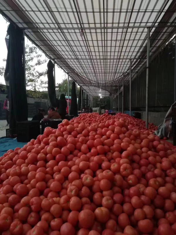阳光米易番茄大量上市价格在2.4567