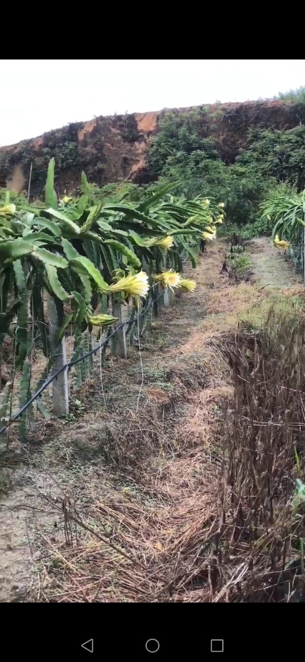 电白观珠沙垌火龙果场