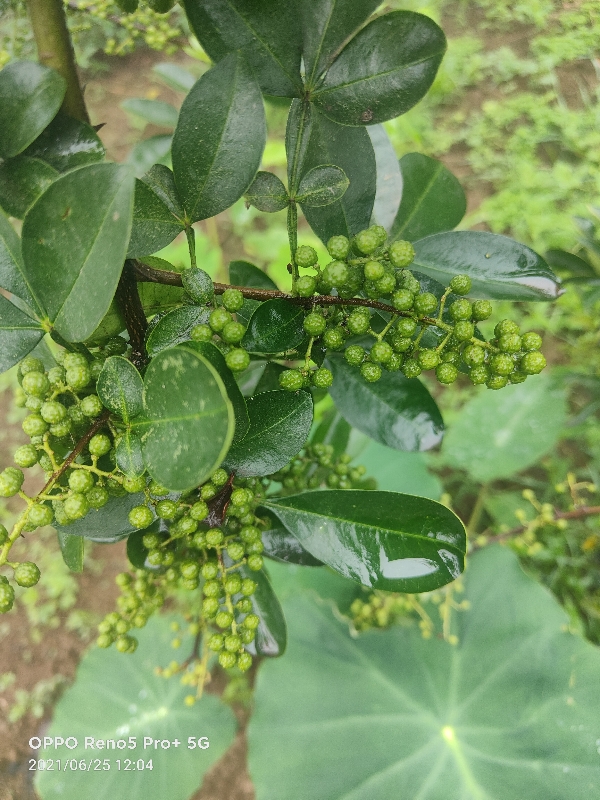 鲜花椒、干花椒大量上市