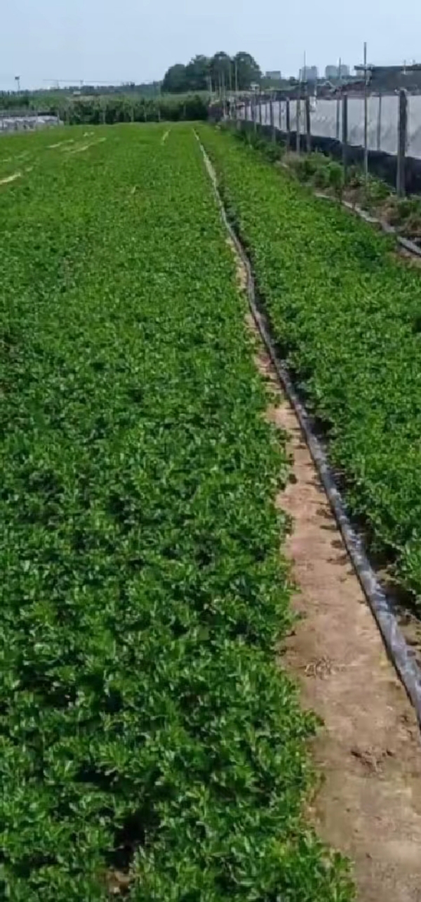 山东潍坊，芹菜共三十多亩地的产量。欢迎各位老板