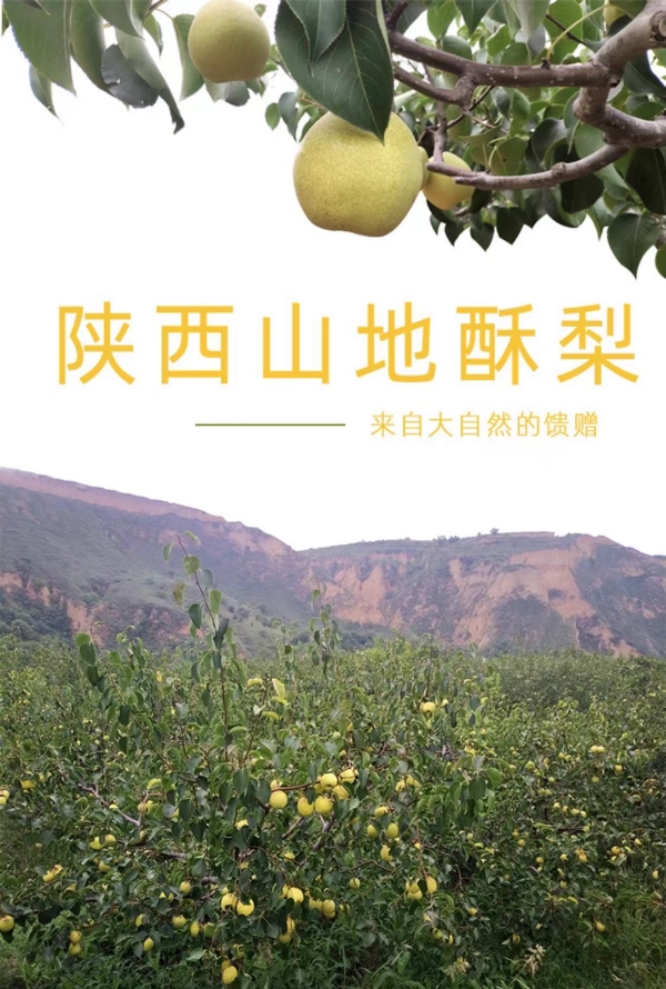 来自陕西乾县泔河山地酥梨，一件代发