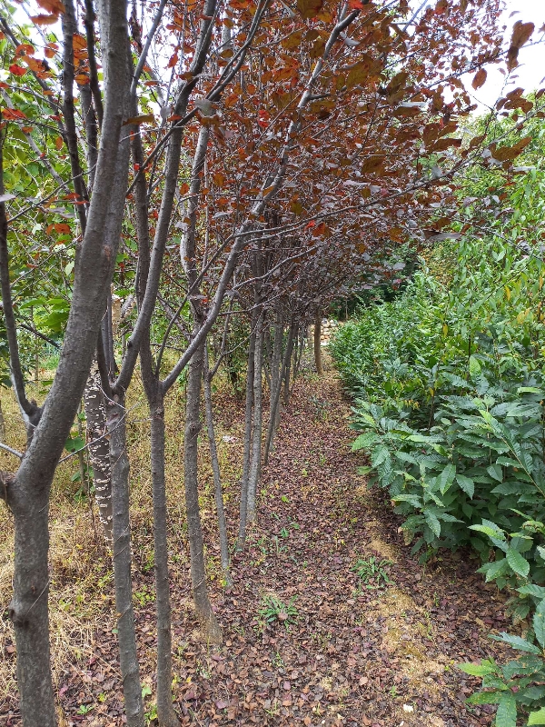 山东泰山大量绿化树🌲