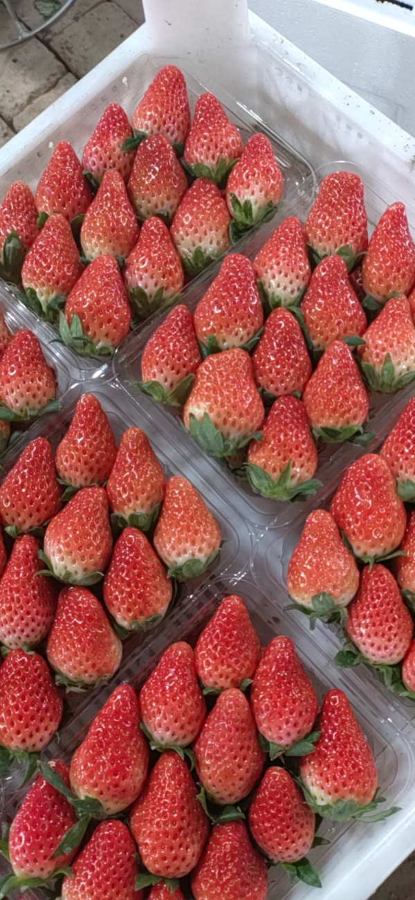 山东省淄博市专业代办甜宝草莓，产地直货，正宗货源