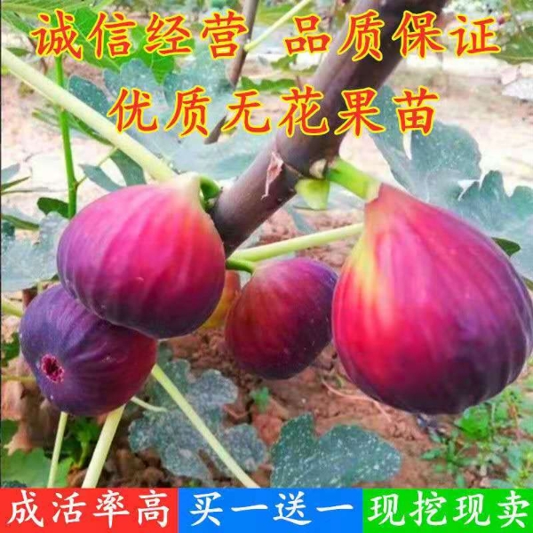 无花果苗，波姬红，亚当，青皮，日本紫果等无花果苗。