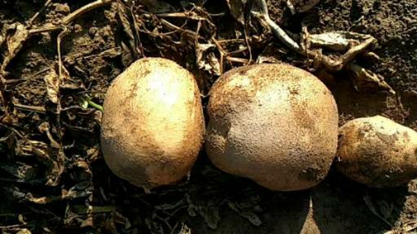 甘肃大西洋土豆种植基地直发直卖