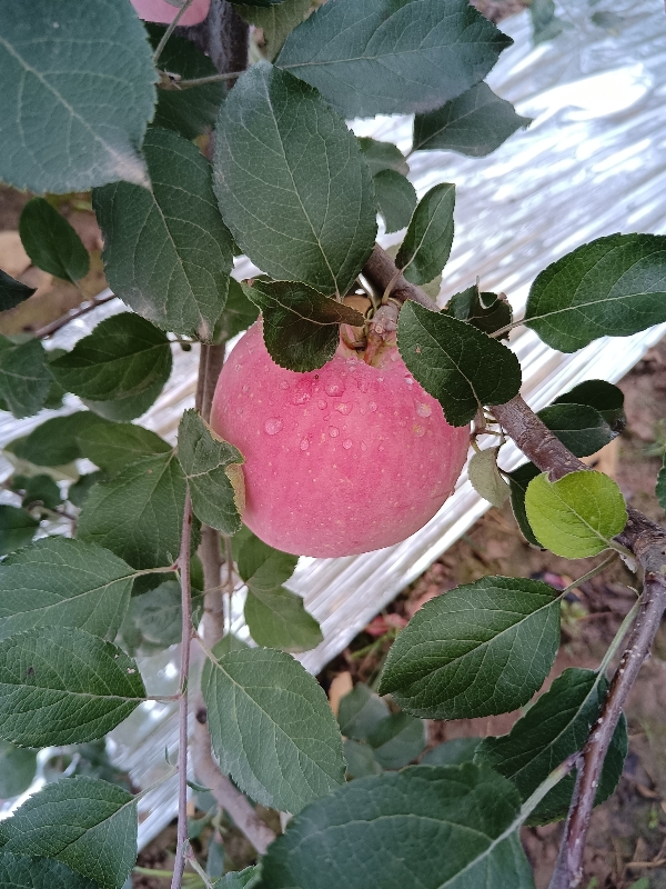 产地陕西铜川，苹果