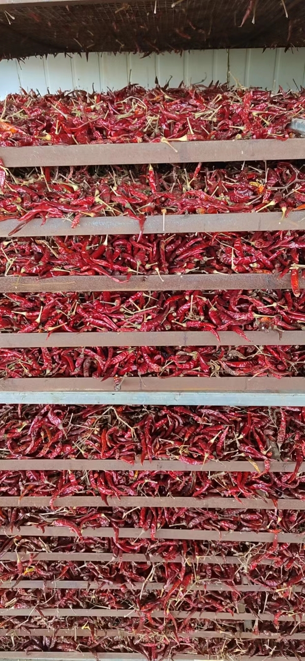北京红大量上市
艳椒系列
6寸红