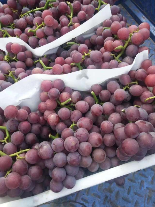 巨峰葡萄大量有货，纯甜口