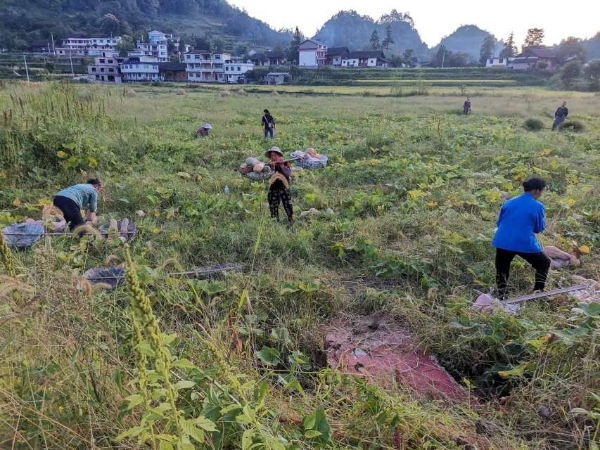 蜜本南瓜基地供货