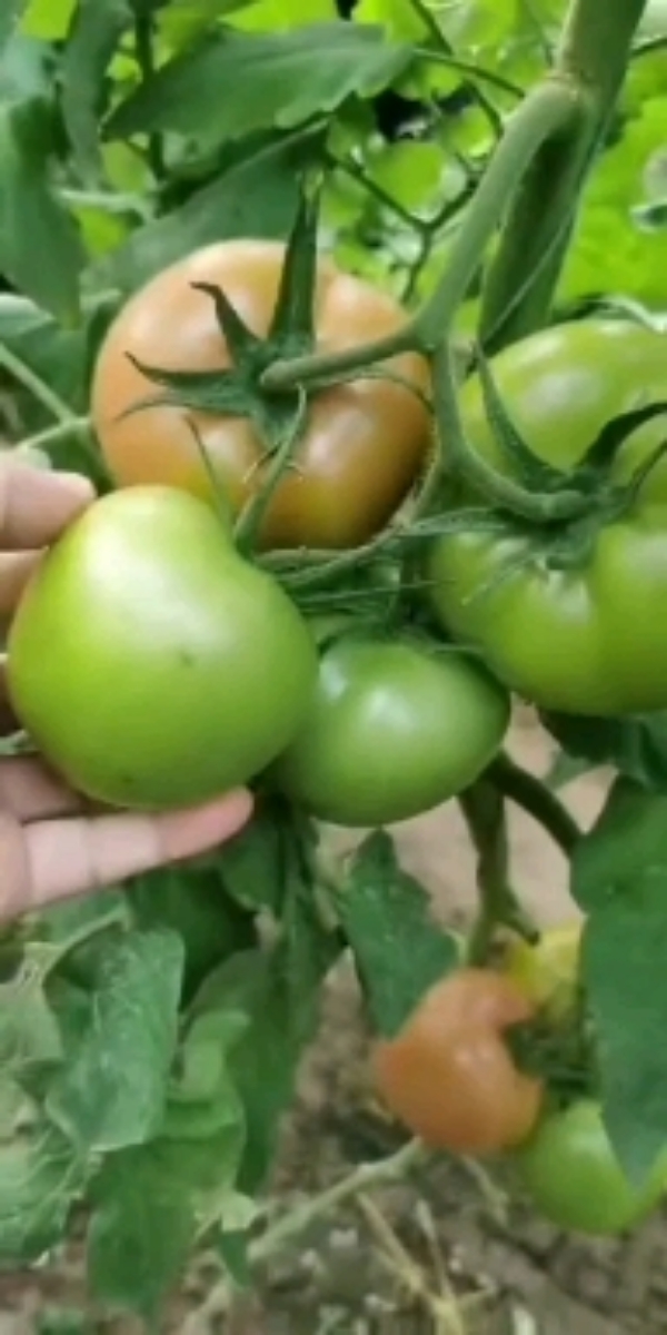西红柿种子,上海乾德种业有限公司