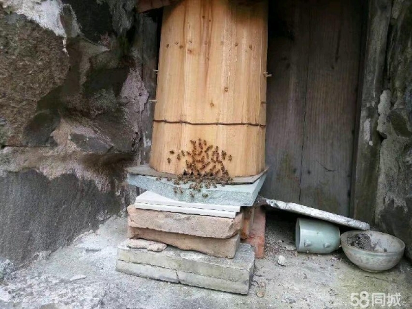 长期出售土蜜蜂和圆形土蜂桶，蜂好，蜂桶是老爸做的。