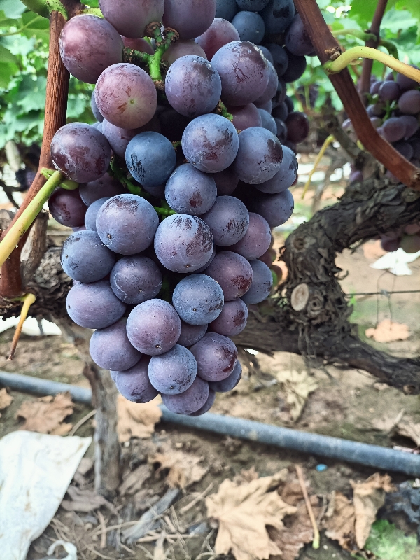 鲁山县，夏黑葡萄，水晶红巨峰葡萄已经大量上市