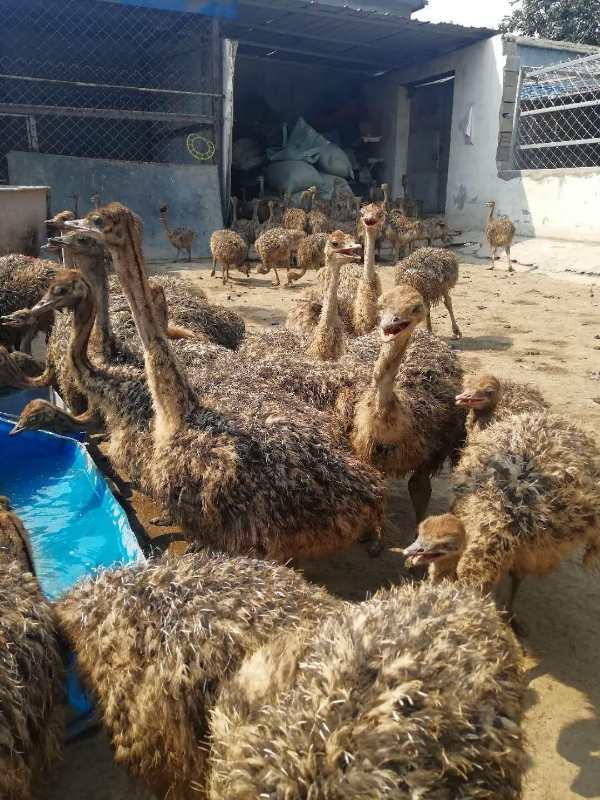 鸵鸟非洲鸵鸟正规养殖场一手货源大型孵化基地。