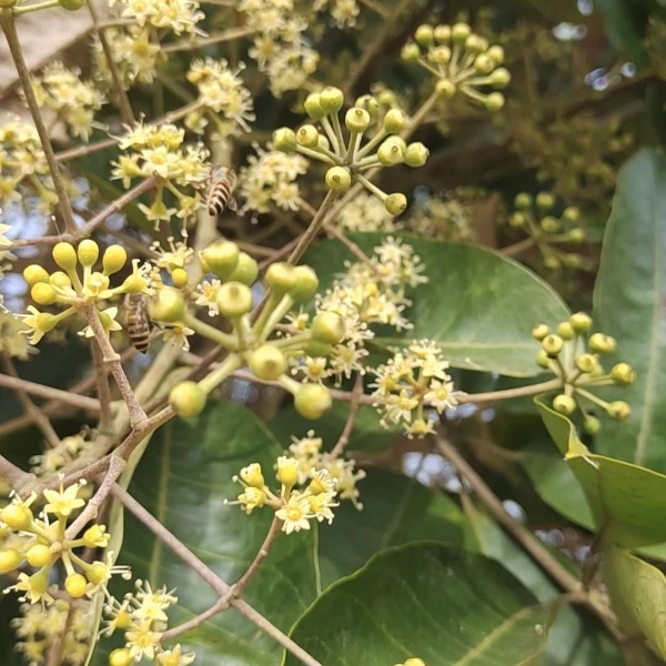 广东汕尾自家纯天然蜂蜜（鸭脚木蜜）