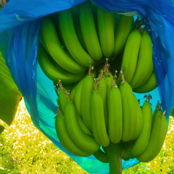 自己种的香蕉