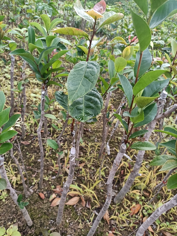 油茶嫁接实地苗