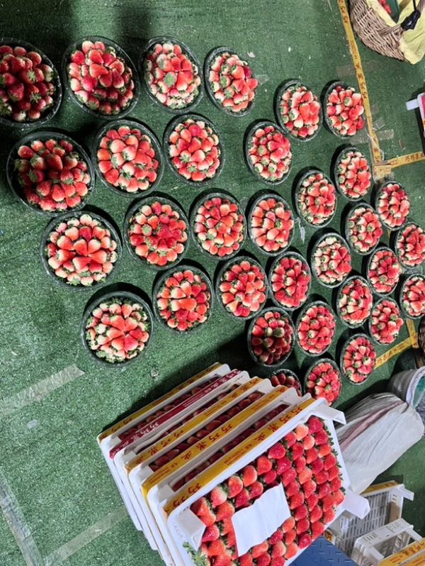 草莓，安徽省阜阳市太和县