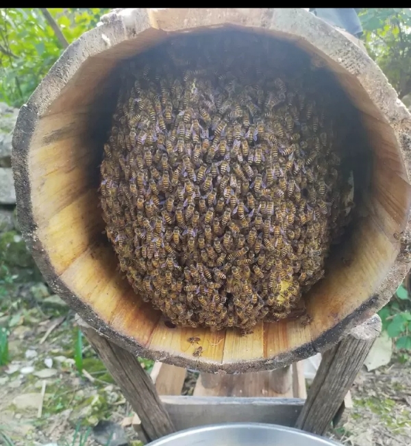 长期出售土蜜蜂和圆形土蜂桶，蜂好，蜂桶是老爸做的。