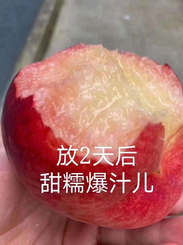 久号桃