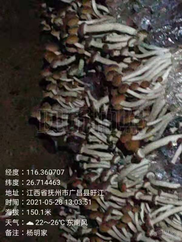 中华神菇发源地江西抚州广昌县茶树菇
