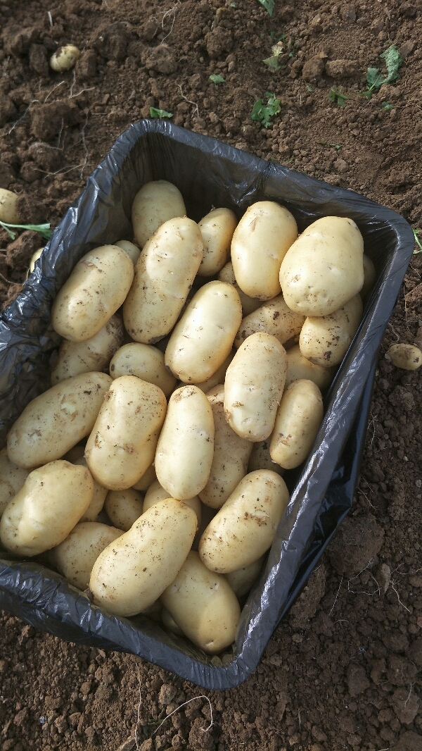 荷兰十五，希森，坤九等品种土豆