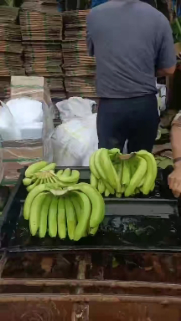 香蕉 巴西蕉 产地一手货源，直供市场批发，电商一级
