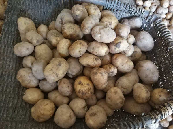 高山土豆 马尔科土豆 农家自种老品种洋芋