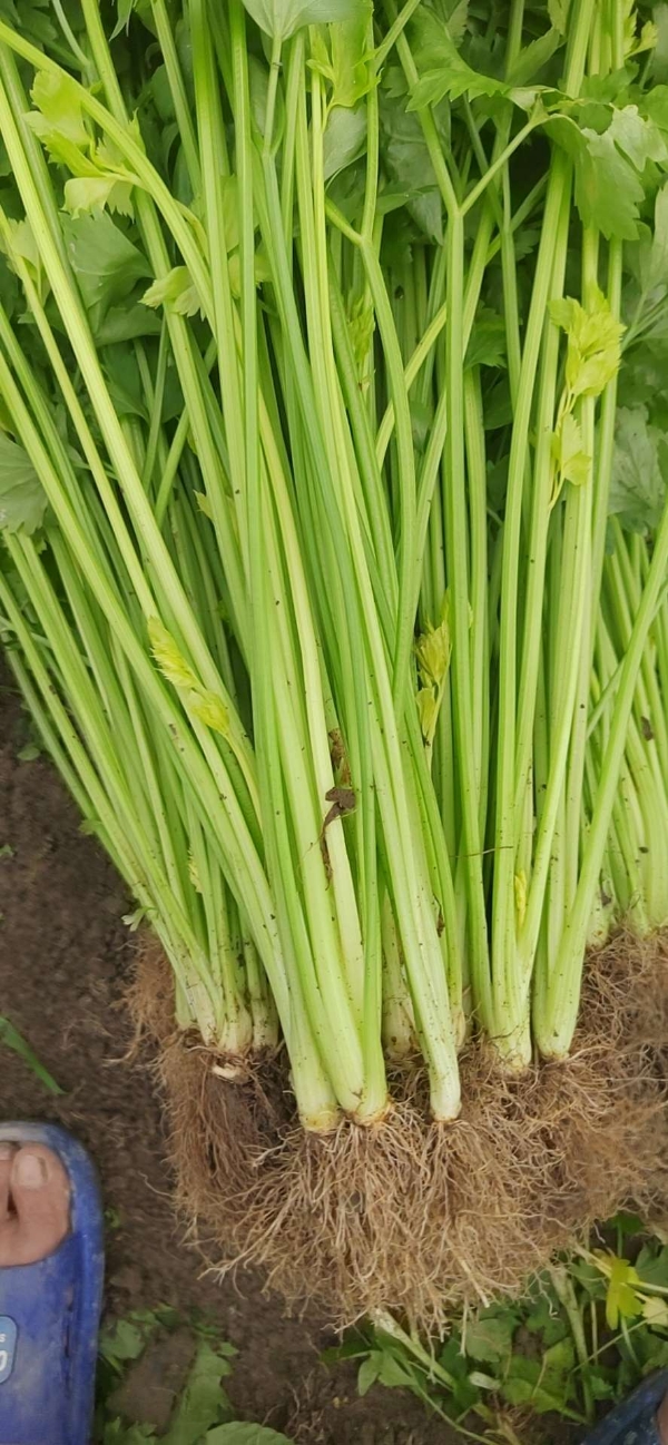 湖南怀化本地空心香芹，