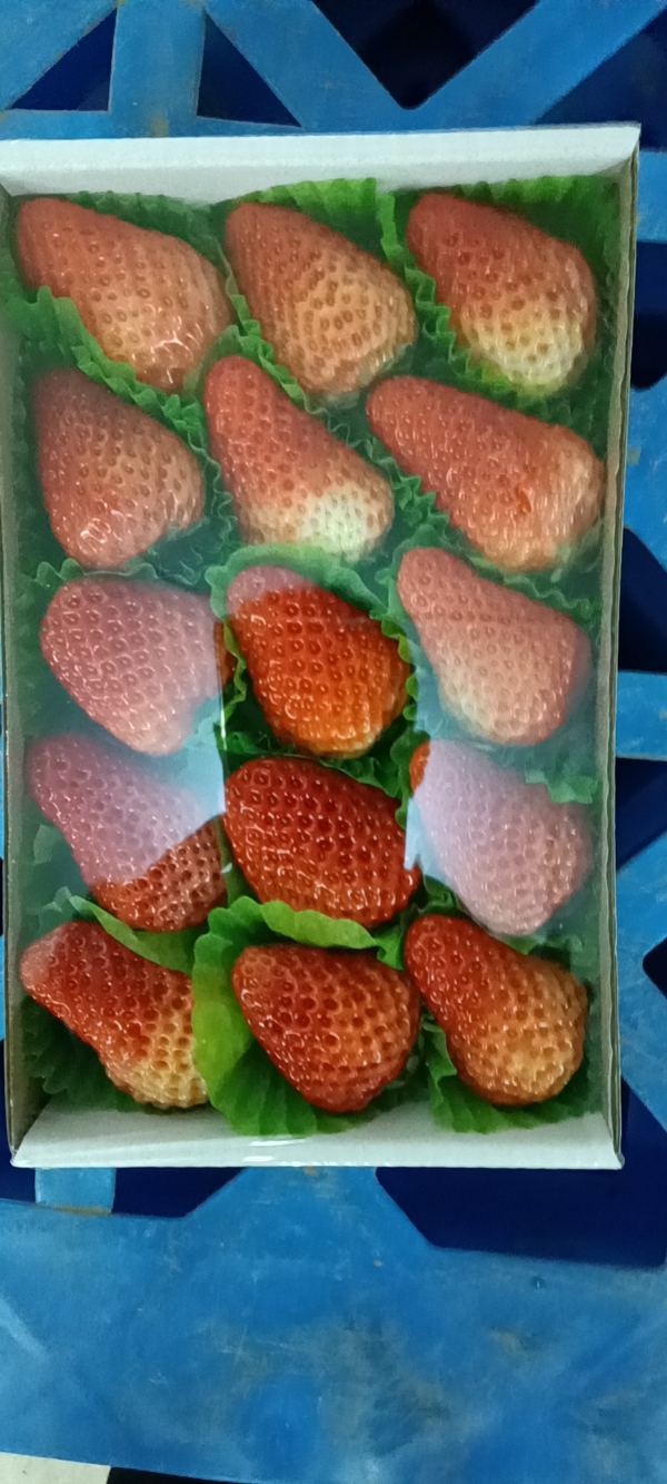 软枣猕猴桃，红颜草莓（九九草莓）