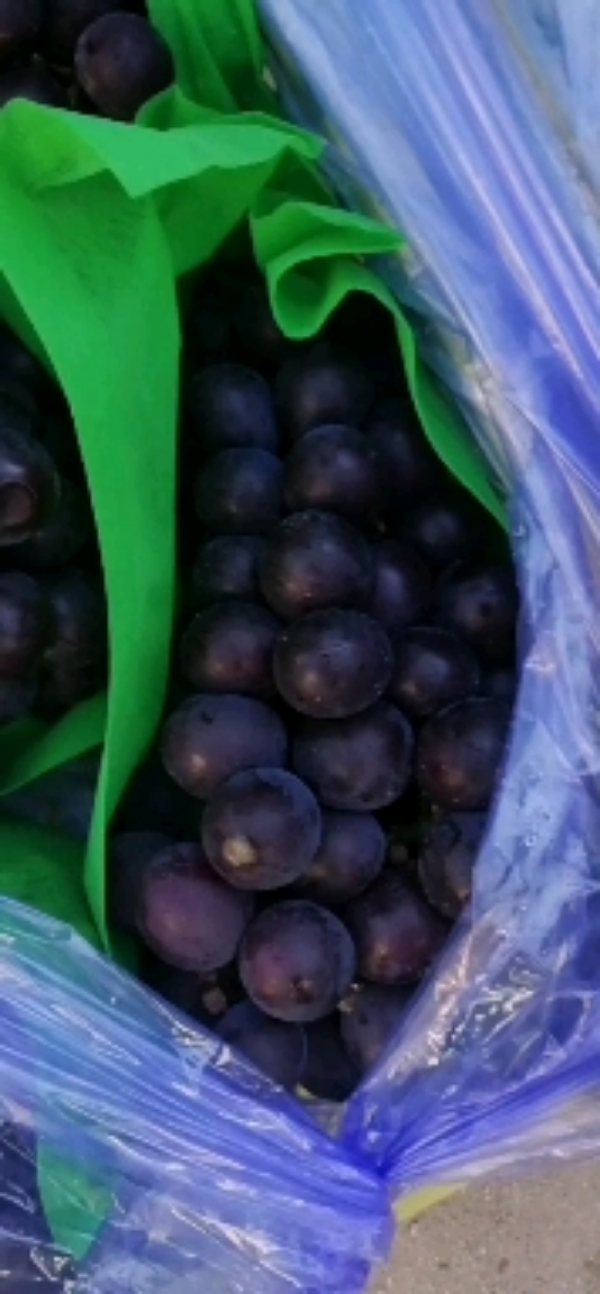 辽宁巨丰葡萄，九月份大量优质葡萄上市