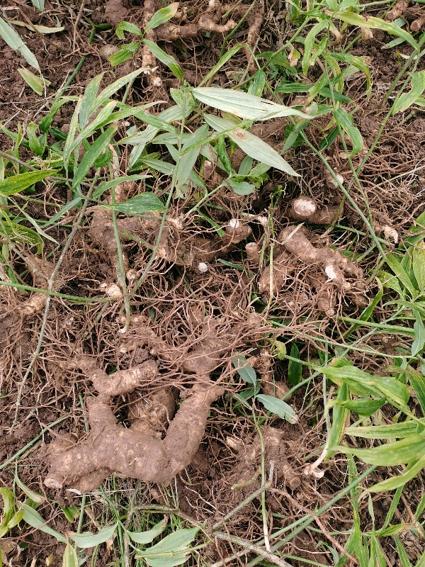 重庆合川鲜黄精