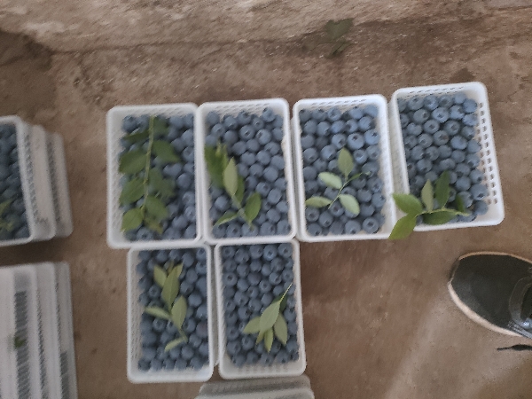 山东蓝莓大量供货一手货源质量有保障全国发货