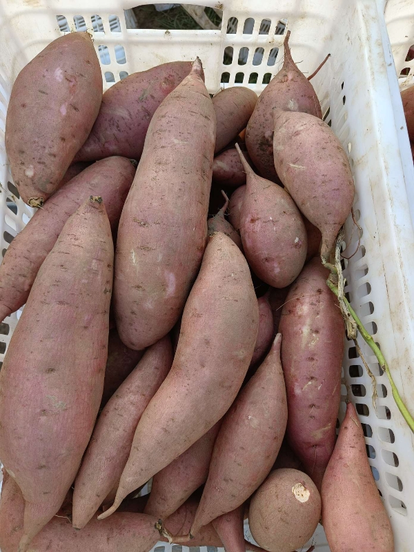 雄县红薯基地大量供应各类红薯！
